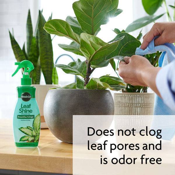 fiddle leaf fig miracle gro Miracle-Gro® - Leaf Shine