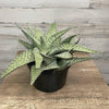 Aloe - Delta Lights - 8-inch pot - Hicks Nurseries