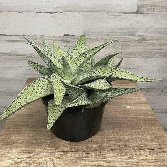 Aloe - Delta Lights - 8-inch pot