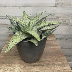 aloe様 Complex Aloe Hybrids – AloeHoarder
