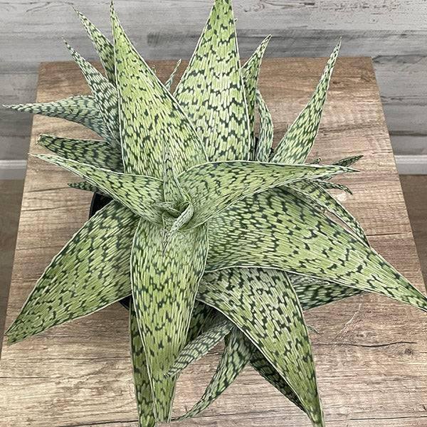 Aloe - Delta Lights - 8-inch pot - Hicks Nurseries