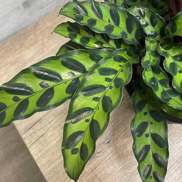 Calathea lancifolia - Rattlesnake Plant - 8-inch pot - Hicks Nurseries