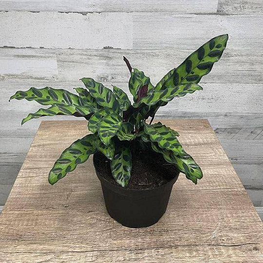 Calathea lancifolia - Rattlesnake Plant - 8-inch pot