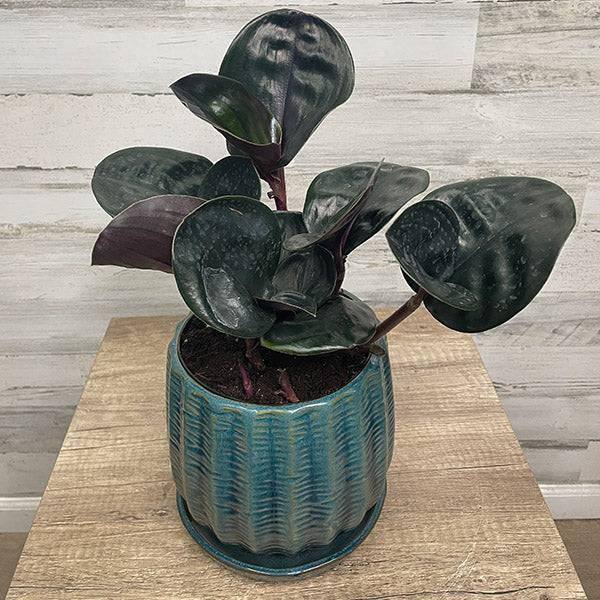 geo plant pot Geogenanthus cilatus - Geo Plant