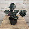 Geogenanthus cilatus - Geo Plant - 6-inch pot - Hicks Nurseries