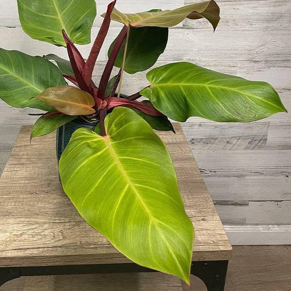 Philodendron - McColley's Finale - 6-inch pot - Hicks Nurseries