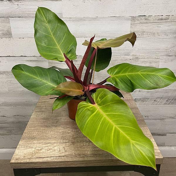 Philodendron - McColley's Finale - 6-inch pot - Hicks Nurseries