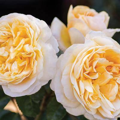 Rose - Hybrid Tea - Moonlight Romantica® - 3 Gallon