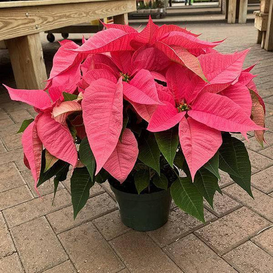 Poinsettia - Pink Flowers - 7.5-inch pot