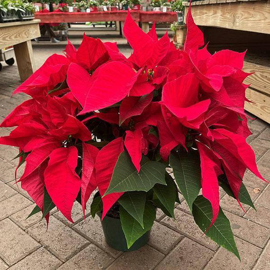 Poinsettia - Red Flowers - 7.5-inch pot