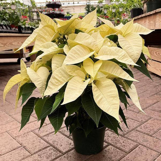 Poinsettia - White Flowers - 7.5-inch pot