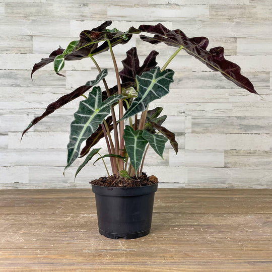 Alocasia - Polly - 6-inch Pot