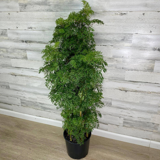 Aralia - Ming - Premium - 10-inch Pot