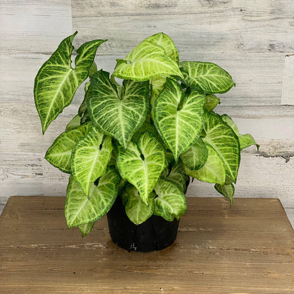 6 leaf indoor plant Arrowhead Plant