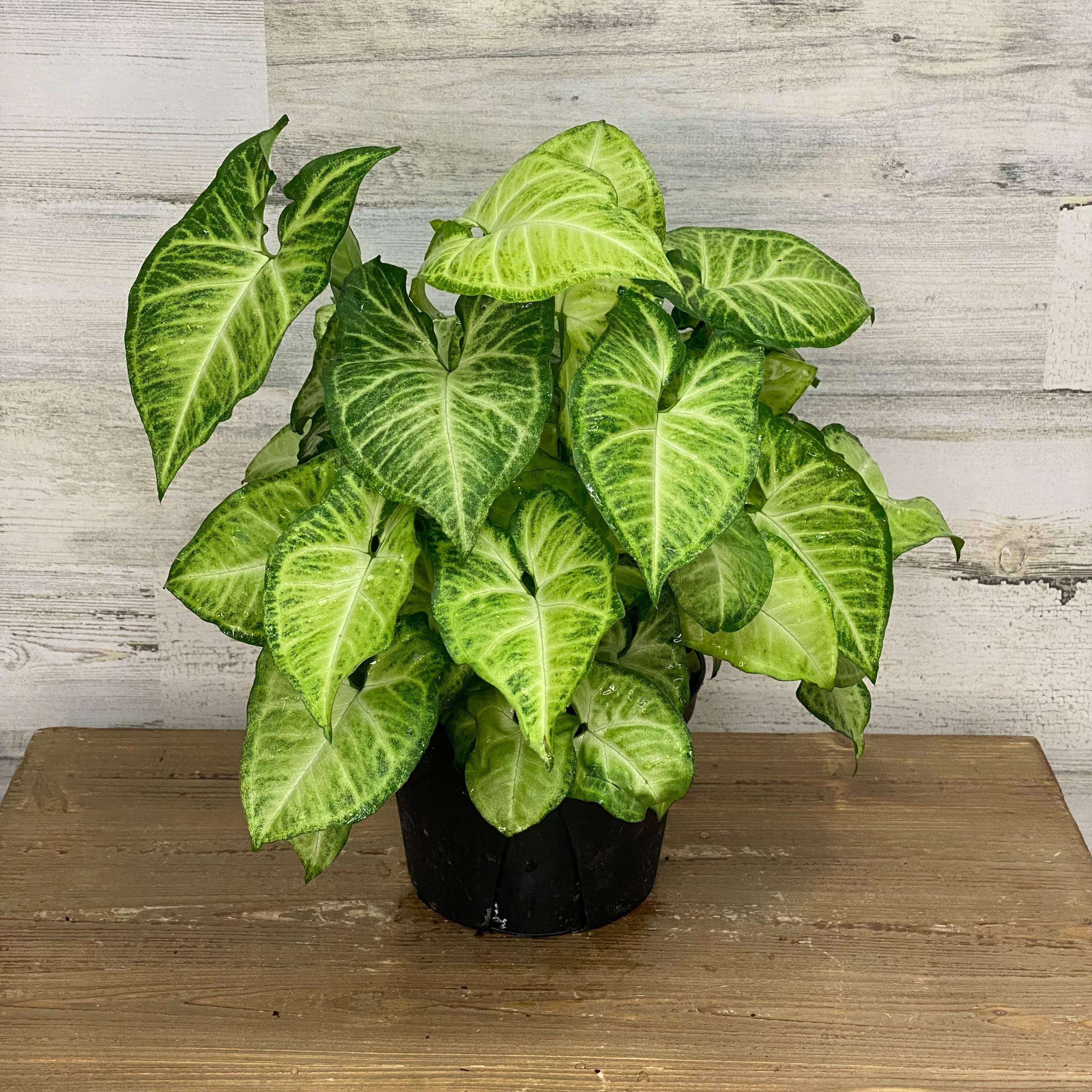 arrowhead plant indoor Arrowhead Plant