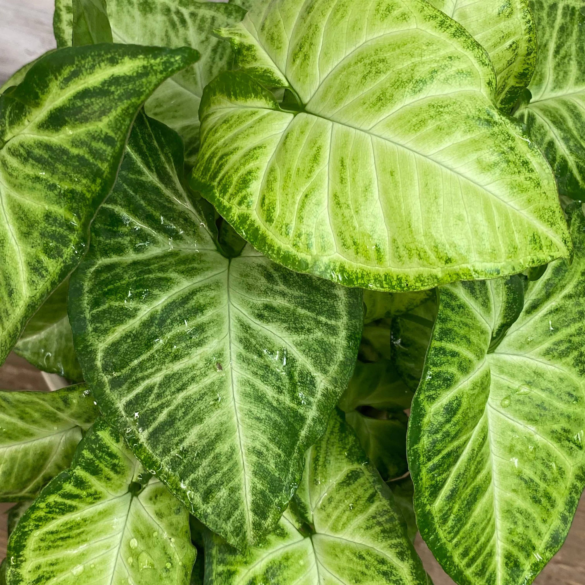 Arrowhead Plant - 6-inch Pot