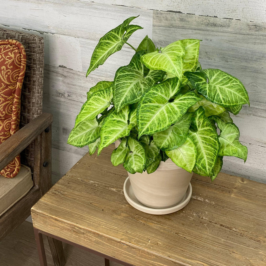 is arrowhead plant indoor or outdoor Arrowhead Plant