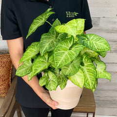 indoor arrowhead plant Arrowhead Plant