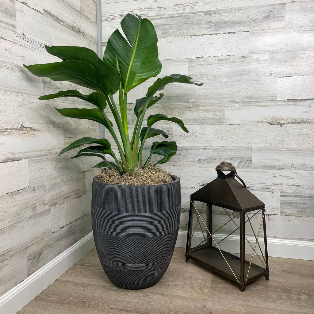bird of paradise plant indoor pot size White Bird of Paradise 10"