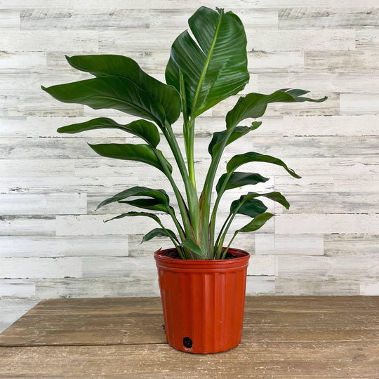 Bird of Paradise - White - 10-inch Pot