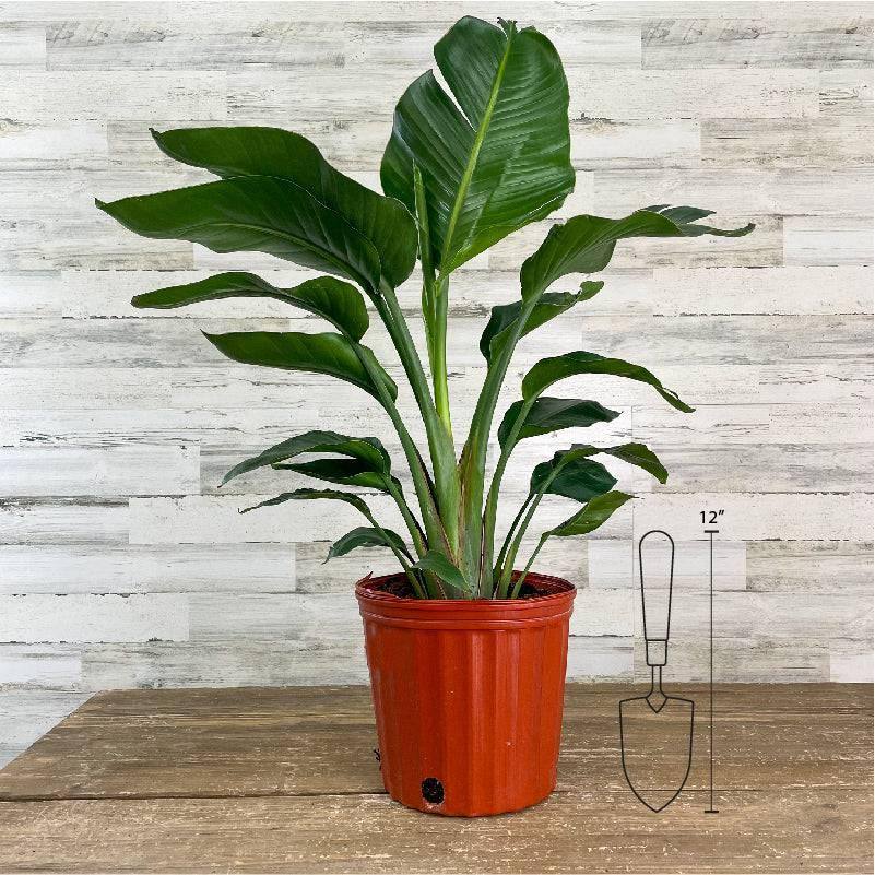 bird of paradise indoor plant for sale White Bird of Paradise 10"