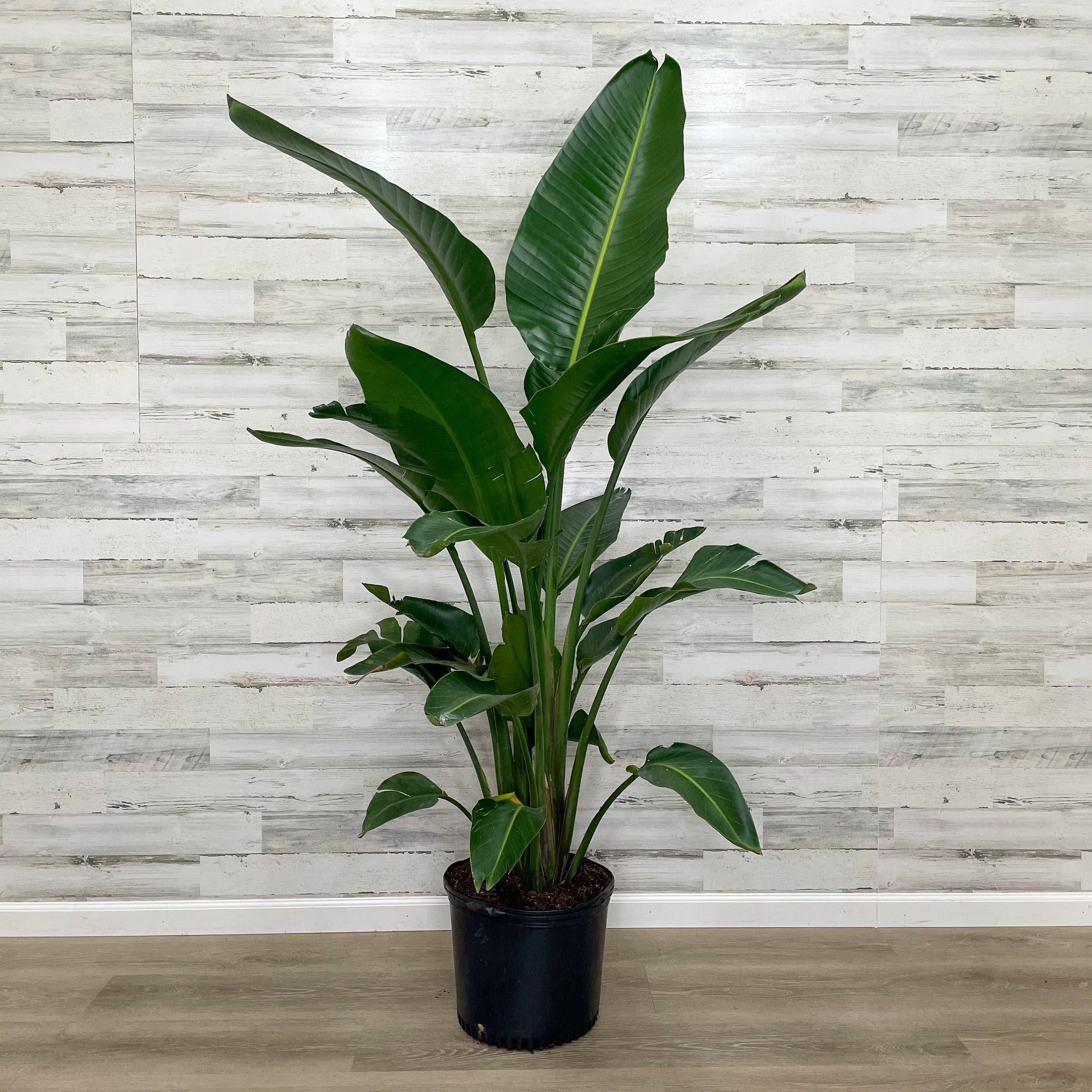 bird of paradise plant potted Bird of Paradise - White