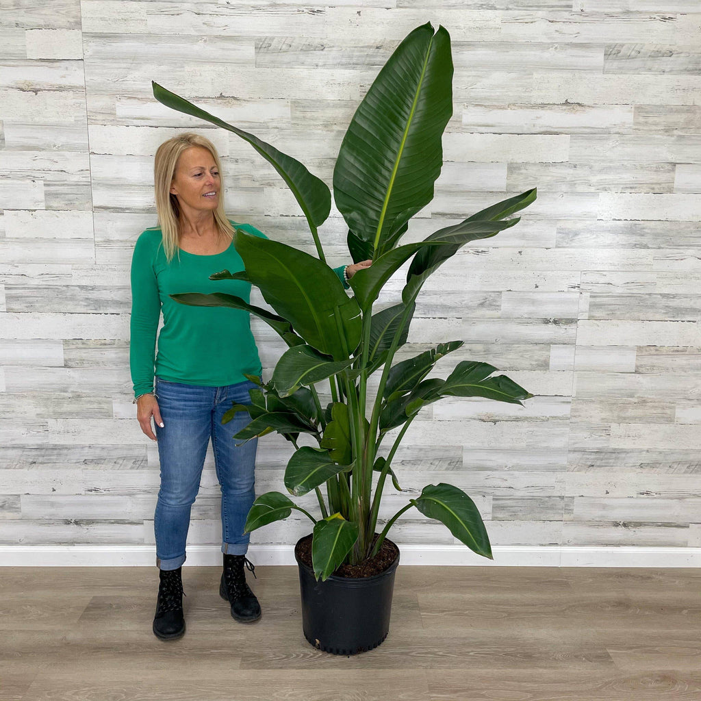 Bird Of Paradise Plant Indoor