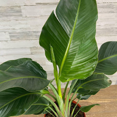 bird of paradise plant pot size Bird of Paradise - White