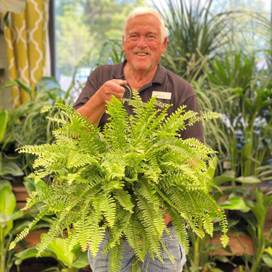 Boston Fern Hanging Basket - 10-inch pot