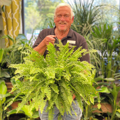 hanging planter fern Boston Fern Hanging Basket