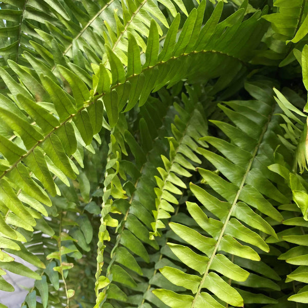 Boston Fern Hanging Basket - 10-inch pot - Hicks Nurseries