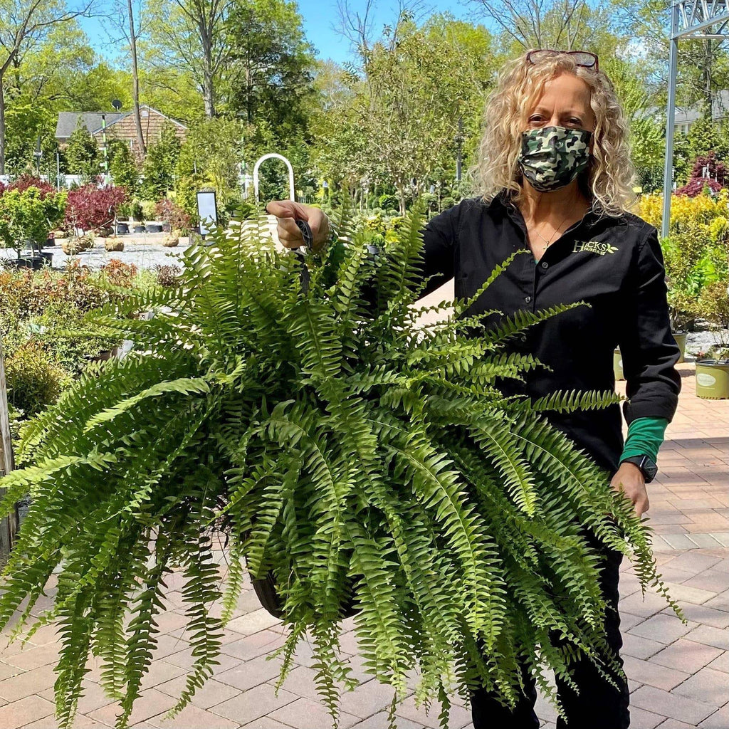 12 inch hanging planter Boston Fern Hanging Basket
