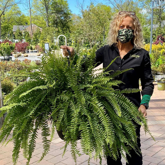 Boston Fern Hanging Basket - 12-inch pot