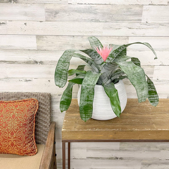 Bromeliad Fasciata - 6-inch Pot
