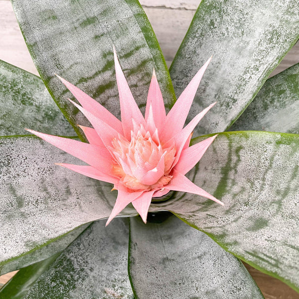 Bromeliad Fasciata - 6-inch Pot - Hicks Nurseries