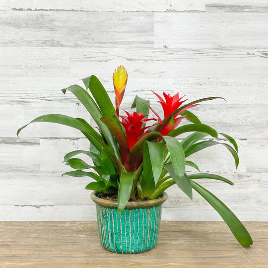 Bromeliad Triple - Guzmania - 6-inch - Ceramic Pot