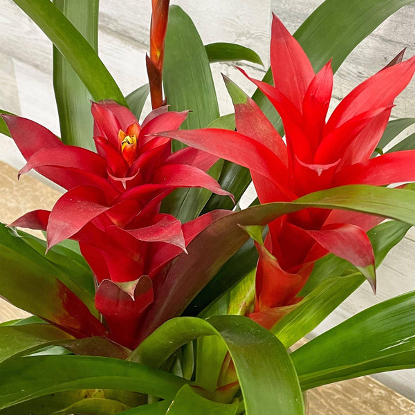 Bromeliad Triple - Guzmania - 6-inch - Ceramic Pot - Hicks Nurseries