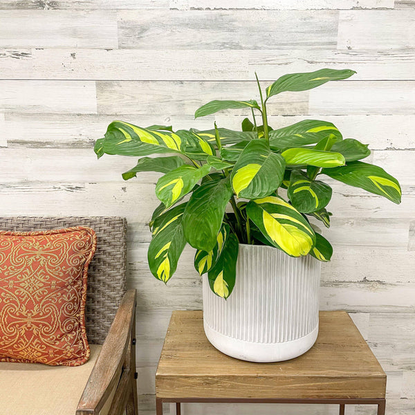 Calathea Lubbersii - 10-inch Pot - Hicks Nurseries