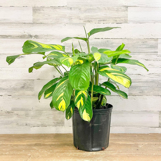 Calathea Lubbersii - 10-inch Pot
