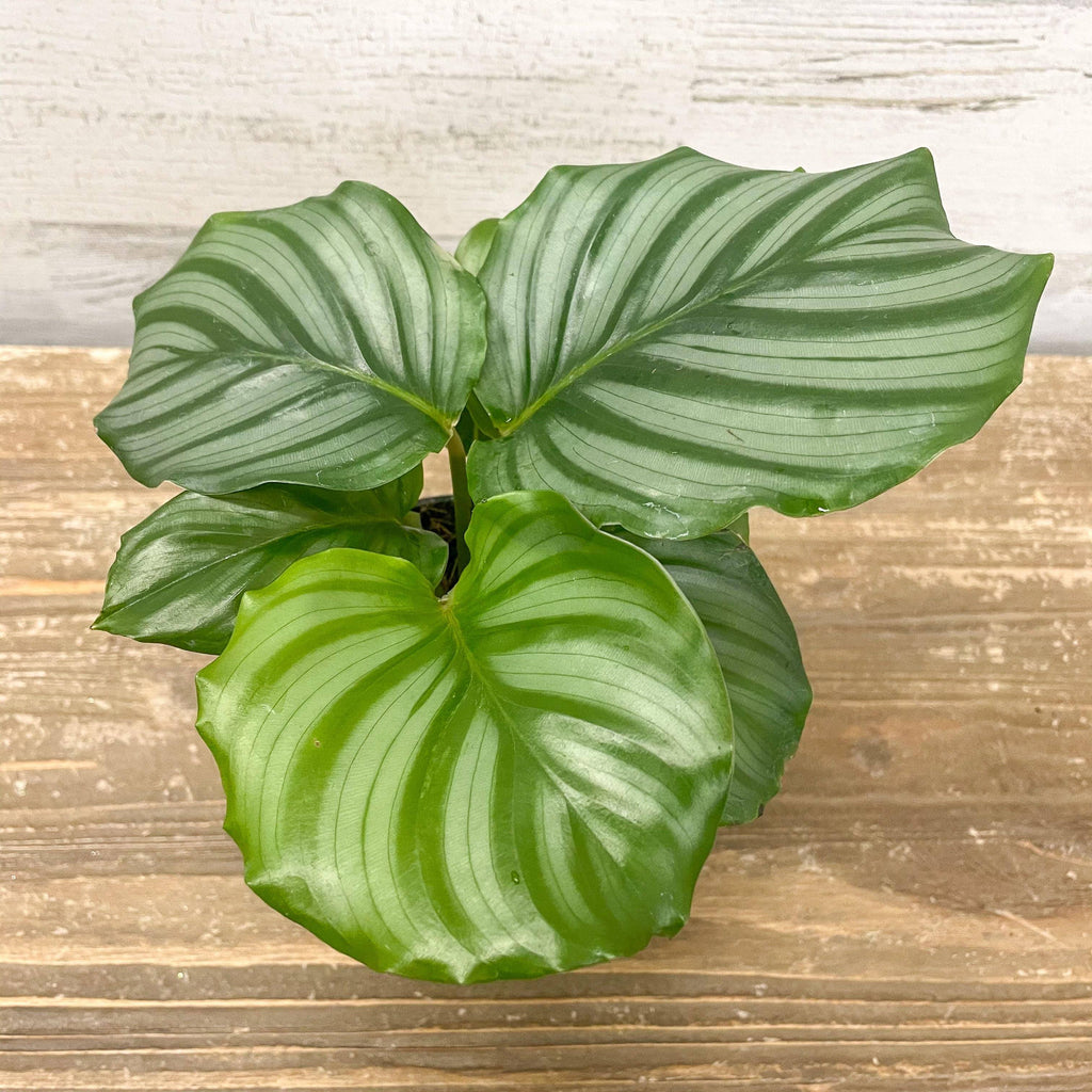 Calathea Orbifolia