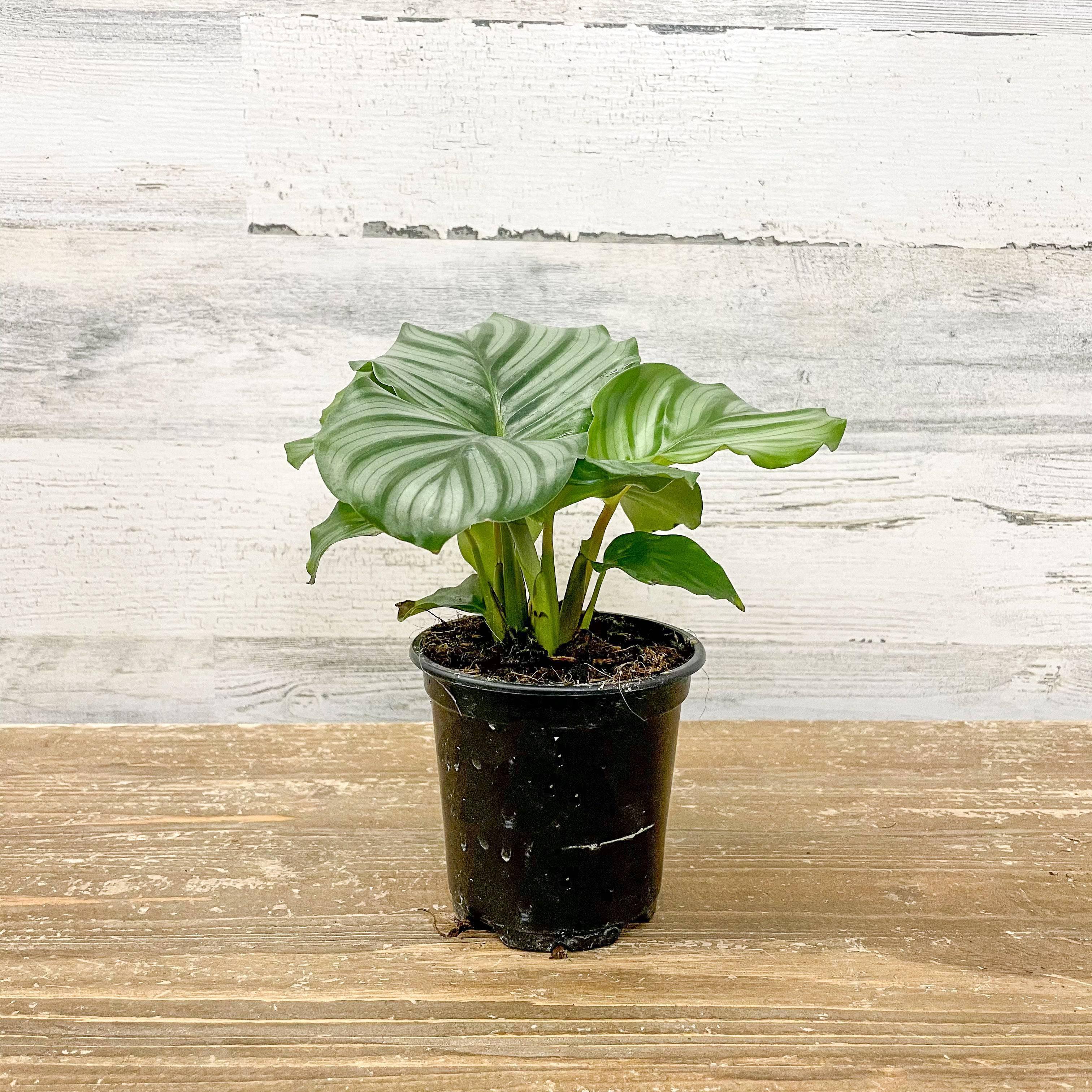 calathea orbifolia indoor plant Calathea Orbifolia