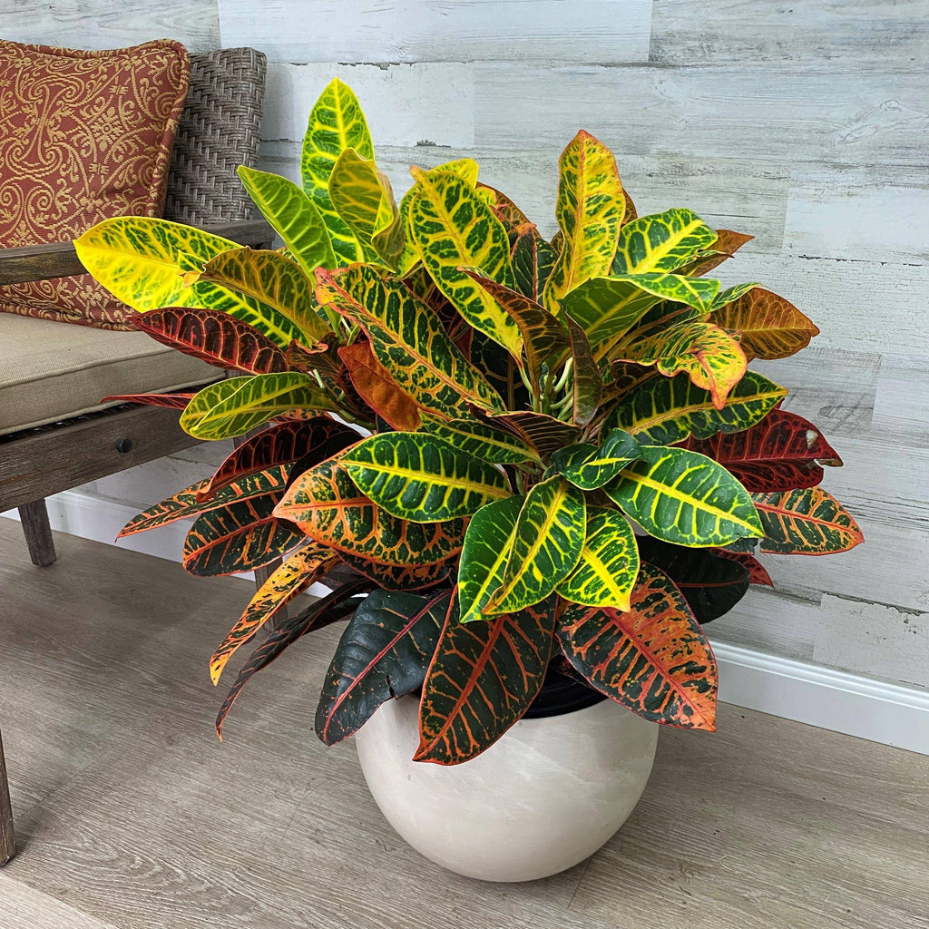 best pot for croton plant Croton