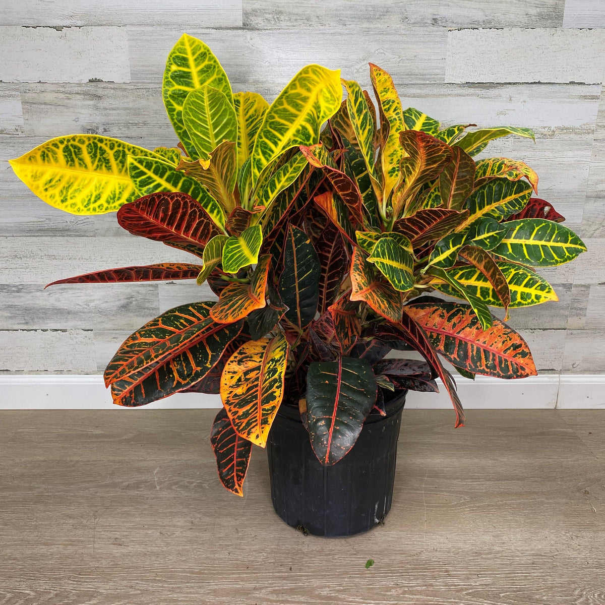 Croton - 10-inch Pot