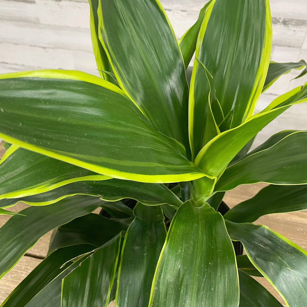 dracaena carmen plant Dracaena - Carmen
