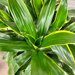 carmen dracaena Dracaena - Carmen