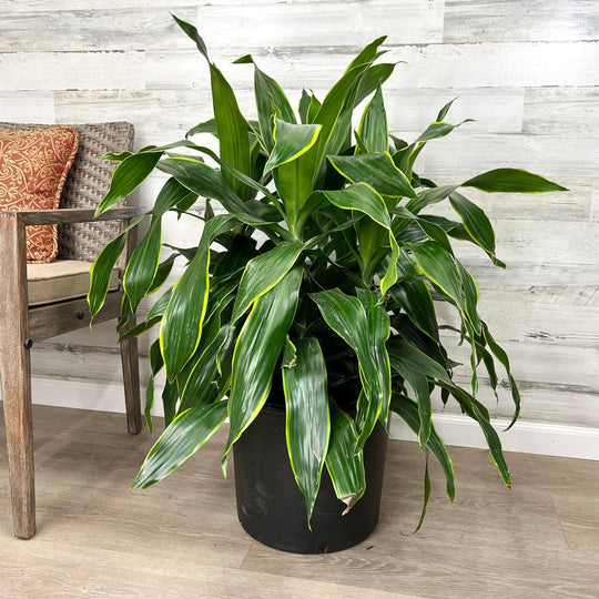 Dracaena - Carmen - 14-inch pot