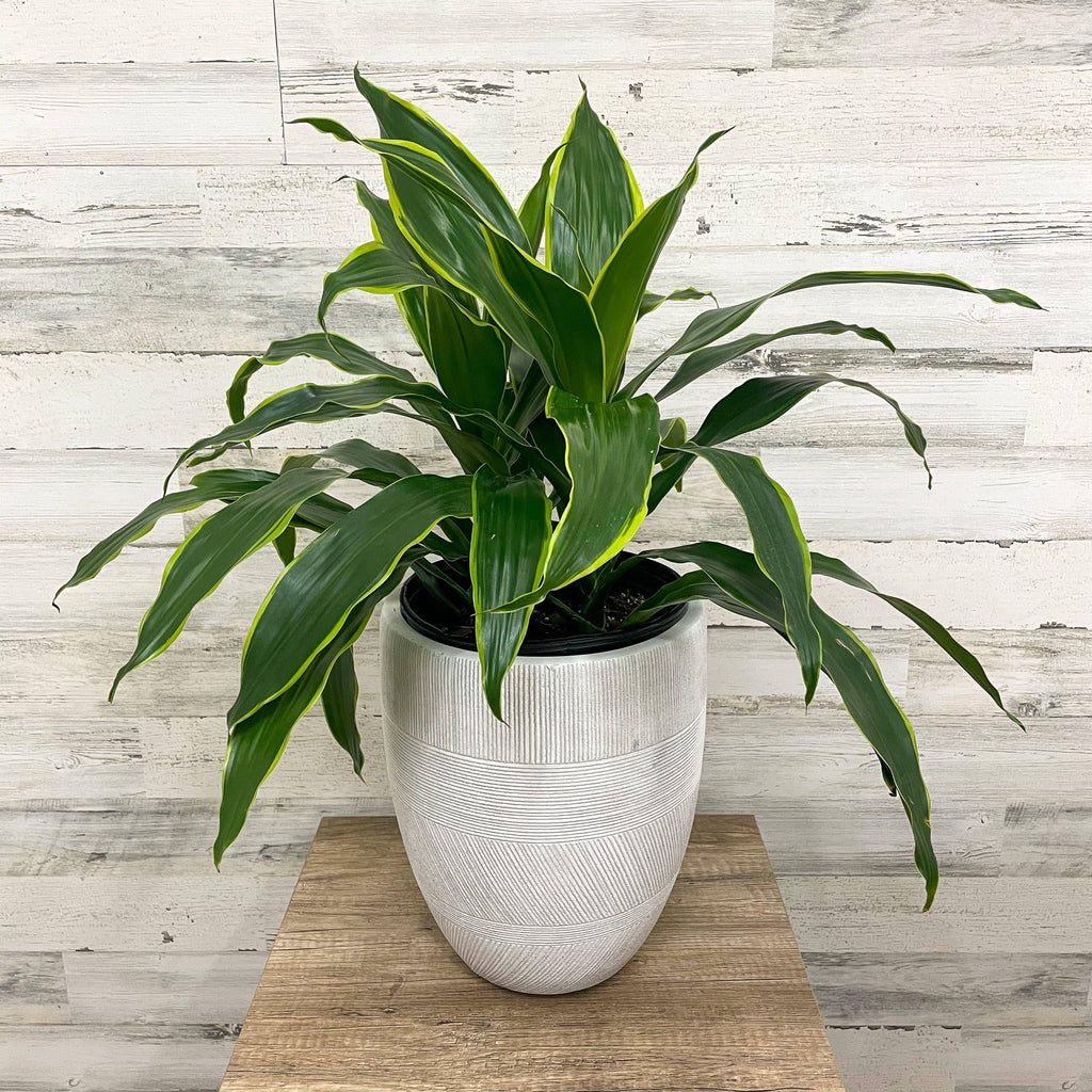 carmen dracaena Dracaena - Carmen