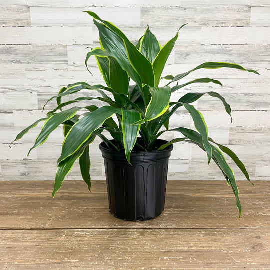 Dracaena - Carmen - 8-inch Pot