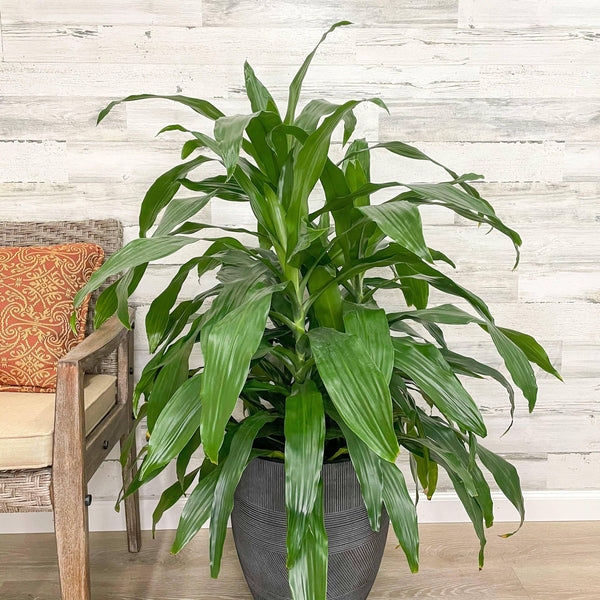 Dracaena - Janet Craig - 10-inch Pot - Hicks Nurseries