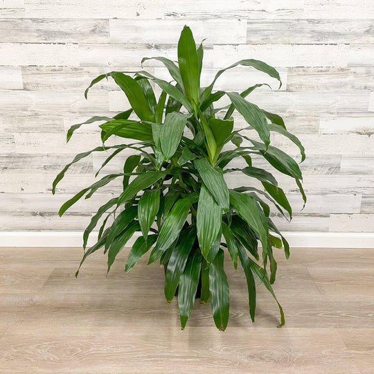 Dracaena - Janet Craig - 10-inch Pot